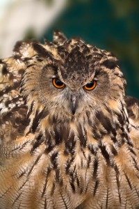 Eagle Owl at Martin Mere Animal magic