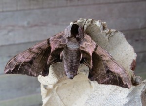 Eyed hawk moth