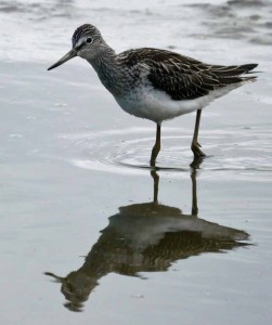 Greenshank, juvenile, MJMcGill 001
