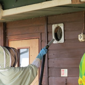 Honey bee hive removal