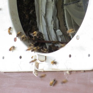 Honey bee hive