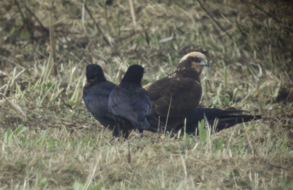 A young Marsh Harrier attracting the attention of the local Carrion Crows (T. Disley)