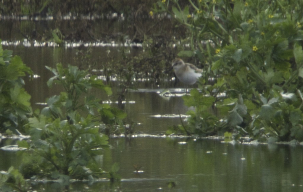 Little Stint from Ron Barker Hide 27 August 2014 (T. Disley)