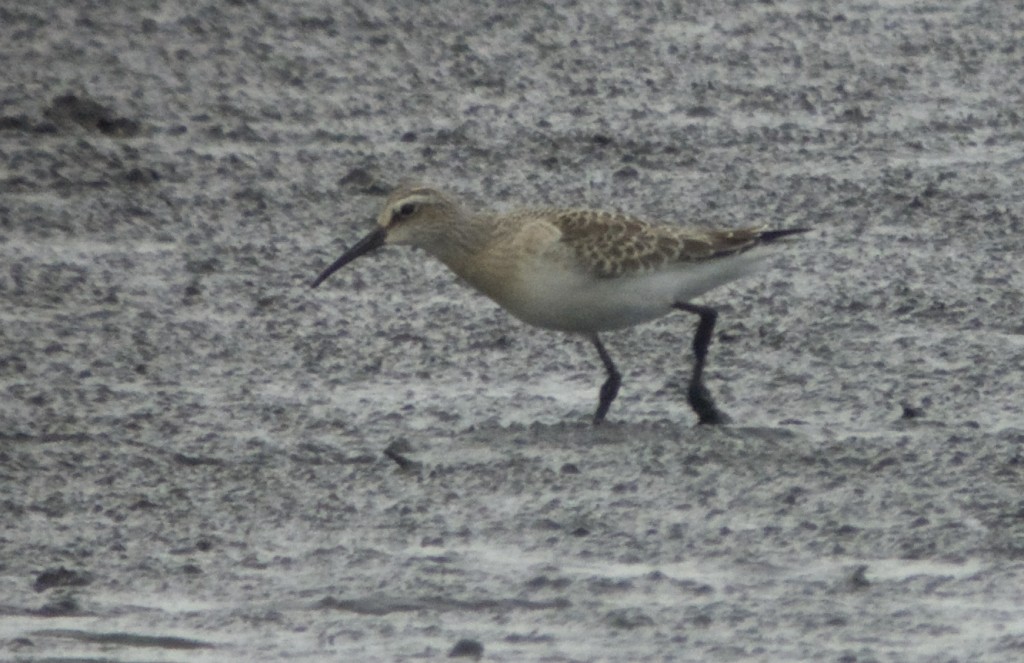 Juvenile Curlew Sandpiper showing well from Ron Barker Hide 29 August (T. Disley)
