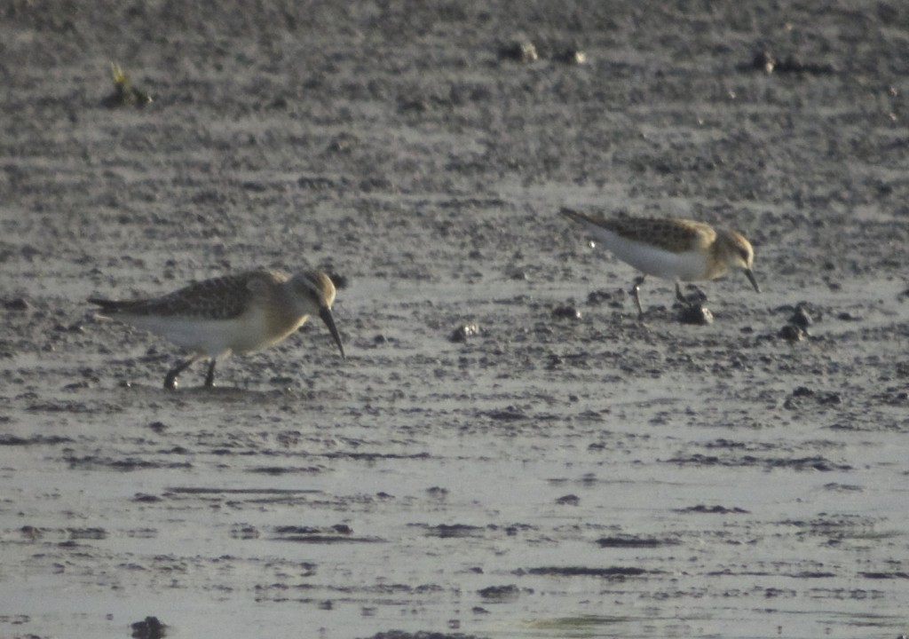 Curlew Sandpiper with Little Stint yesterday (T. Disley)