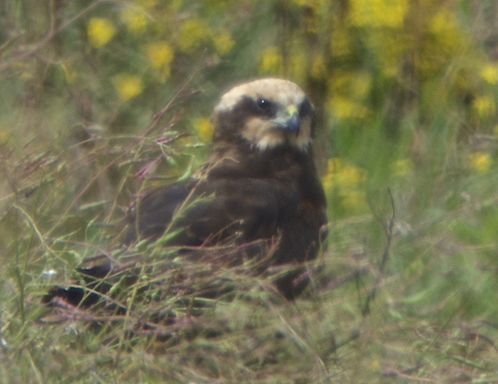 Marsh Harrier 6 August  (T. Disley)