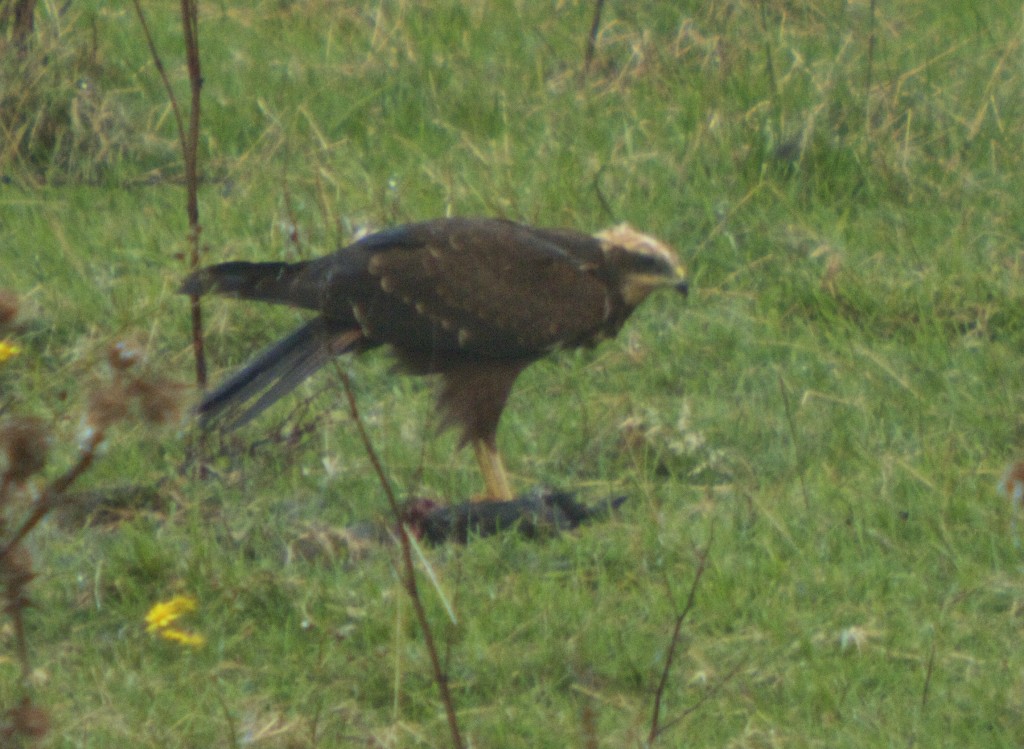 Marsh Harrier a young bird eating prey this morning from Ron Barker Hide (T.Disley)