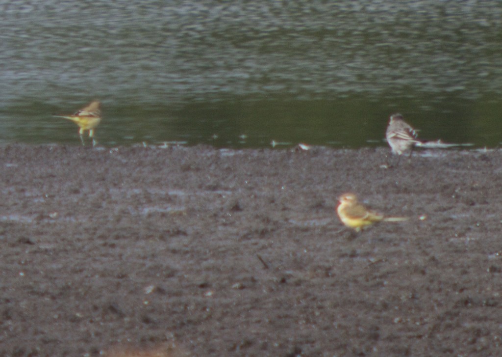 Two Yellow Wagtails with Pied Wagtail (T. Disley)