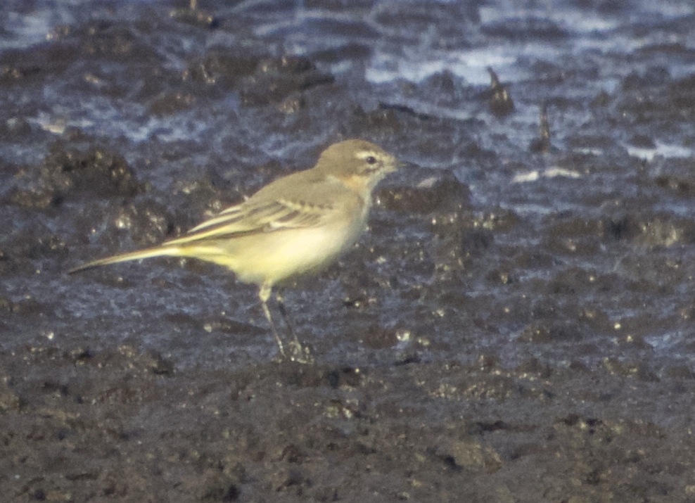 Yellow Wagtail juvenile this morning on Vincent's pool from Ron Barker Hide. (T. Disley)