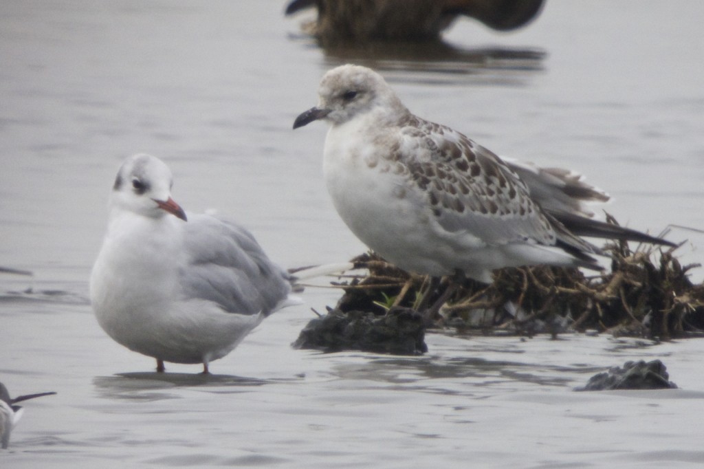 Juvenile Mediterranean Gull on the Mere (T. Disley)