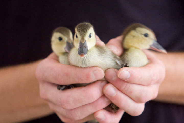 Madagascar pochard ducklings from the conservation breeding programme (c) WWT