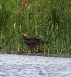 Marsh harrier