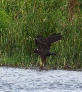 Marsh harrier