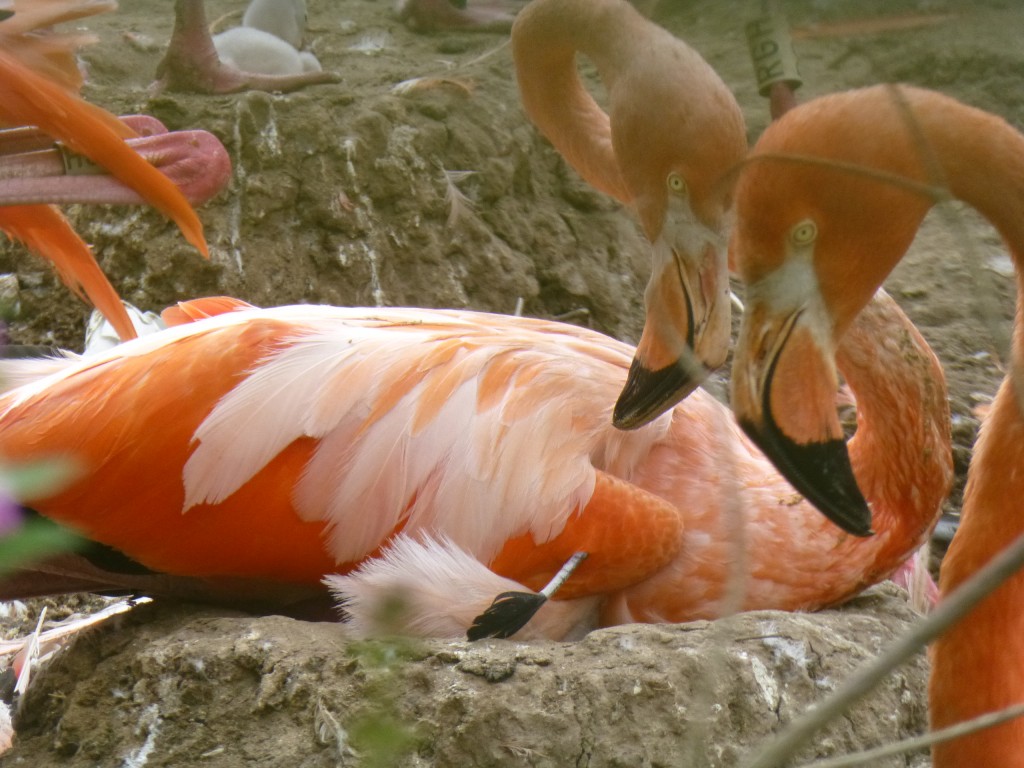 Classic flamingo "I've just hatched a chick" behaviour. The parent bird remains tight on the nest and seems to peer into its armpit. That is because a small, slightly damp, very wobbly package of grey down has just been brought into the world. Excuse the slightly blurry photo (my zoom is clearly struggling!). 