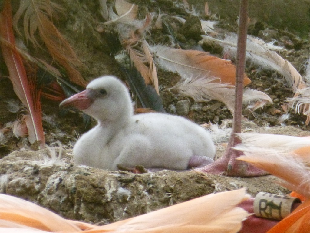 And here's the reason for all of the covert incubating! A brand new Caribbean flamingo for the class of 2014. Super cute, super cuddly and super wobbly! Chicks remain on their nest mounds for a few days strengthening legs before they are off exploring.