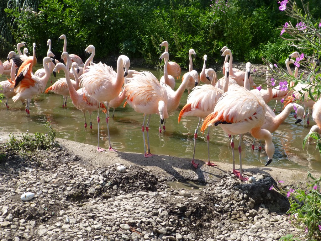 Popping eggs back into the heart of the Chilean flamingo colony is one of the perks of the job :-)