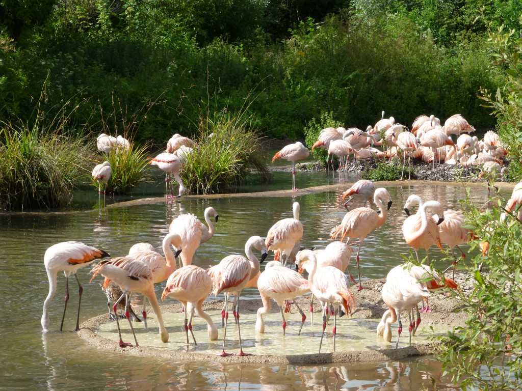 OK, so it's not as glamorous as the view from the new hide in the greater flamingo flock, but nonetheless because the Slimbridge Chilean flamingos have nested much closer to the public paths, you will still be able to get a really good glimpse into the life of a breeding colony. The nesting birds can be seen on their mounds behind those flamingos that are feeding in the foreground. Come back towards the middle of August in the hope of seeing some chicks pootling along.