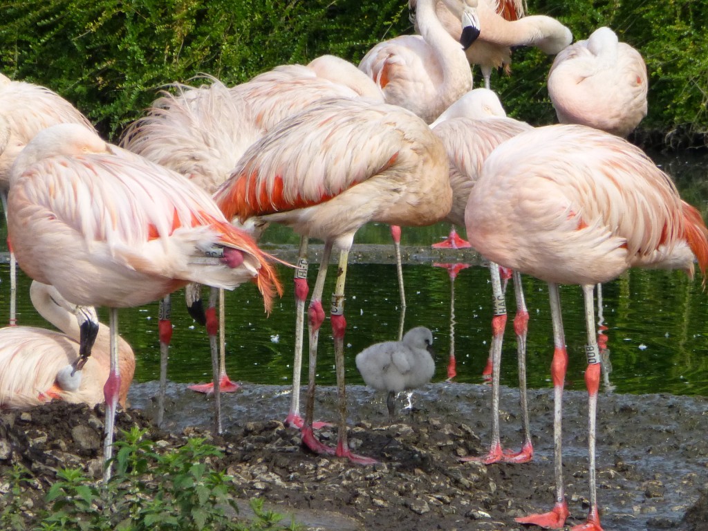 Spot the new arrivals! There's a tiny youngster to the left still being fed under the wing by his parent.