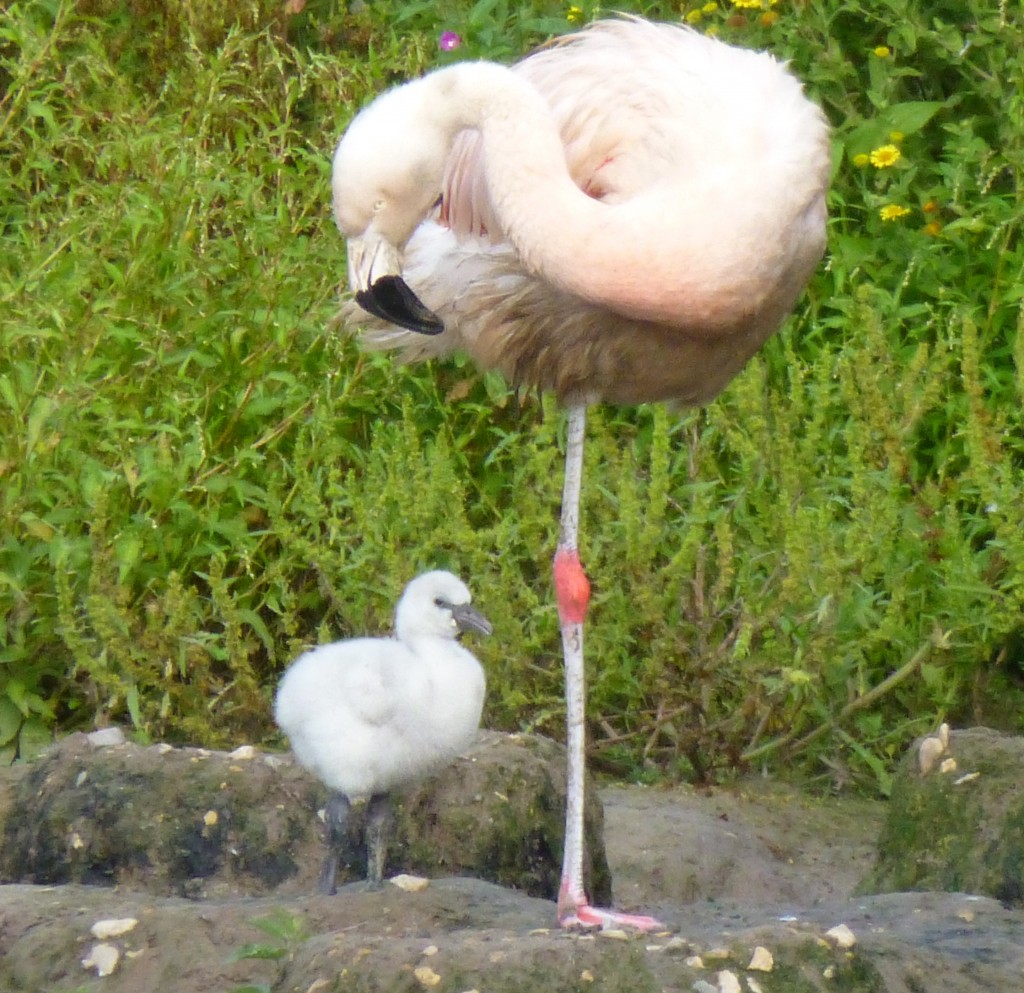 Wearing a lovely coat of silver-grey down, some of the bigger chicks are now more adventurous and have started to explore wider areas of their enclosure.