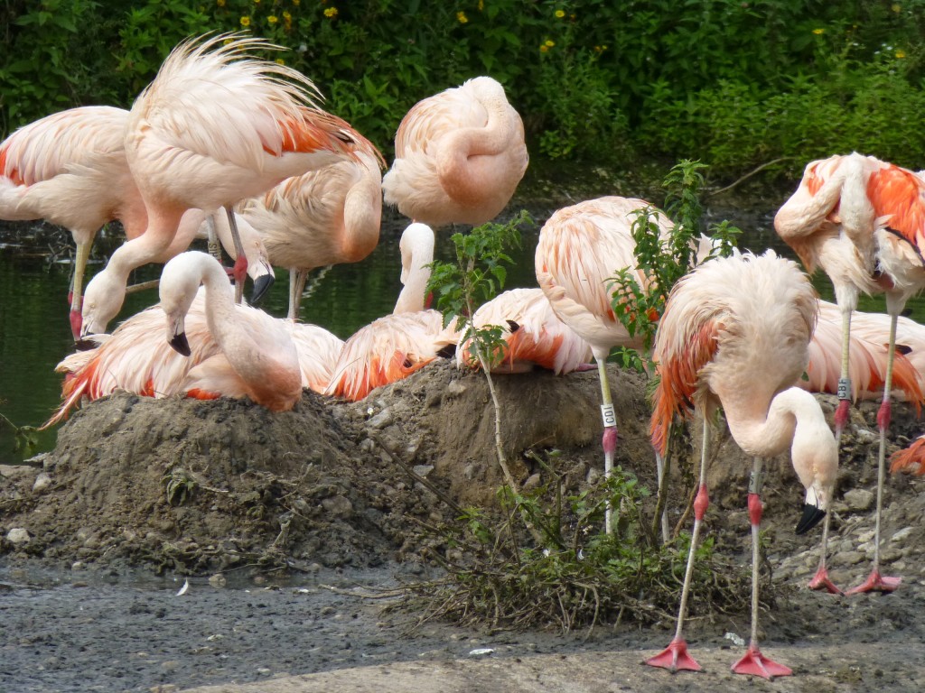 Monster nests! Are these Chilean flamingo parents trying to beat the Caribbean flamingos to the title "biggest nest 2014"!? We think they might be! 