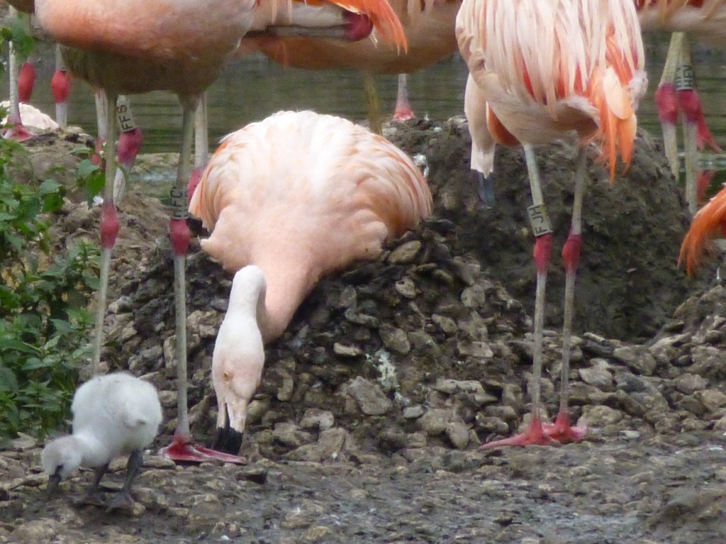 Some of the chicks seem to be ready to build their own nests right from having left the one they were hatched in! ;-)