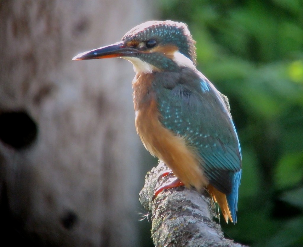 Kingfisher from Ron Barker, a good time to catch up with Kingfisher on site with up to 3 birds being seen in recent days (T. Disley)