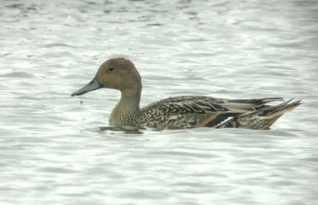First Pintail of the Autumn on the Mere 25 August 2014 video grab (T. Disley)