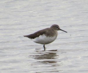 Small wader