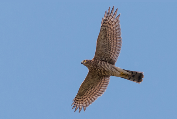 Sparrow hawk soaring over the reserve last Friday. Photo by David Barrett