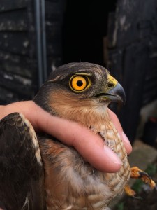 Sparrowhawk