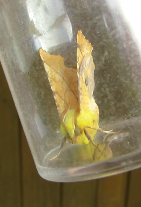 Canary-shouldered thorn moth found in the moth trap at the Sand Martin hide.