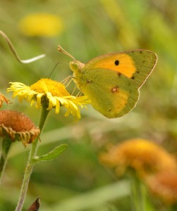 A clouded yellow butterfly on fleabane.