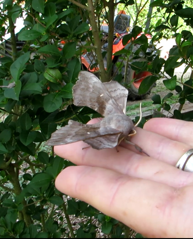 poplar hawk-moth