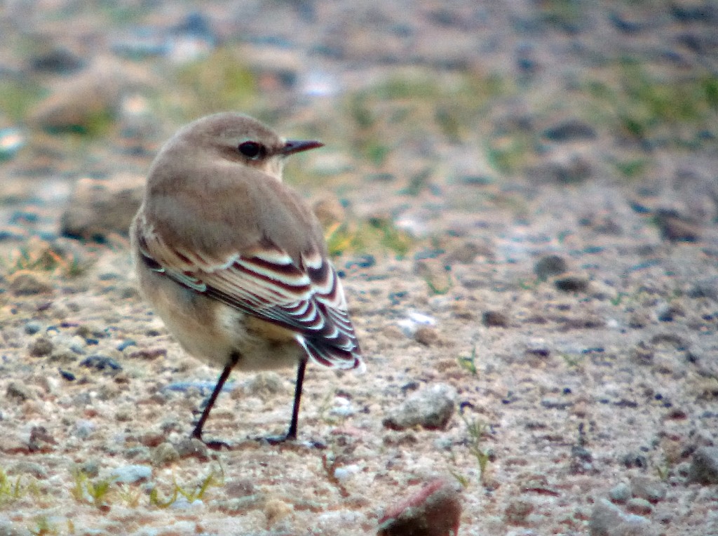 wheatear 2