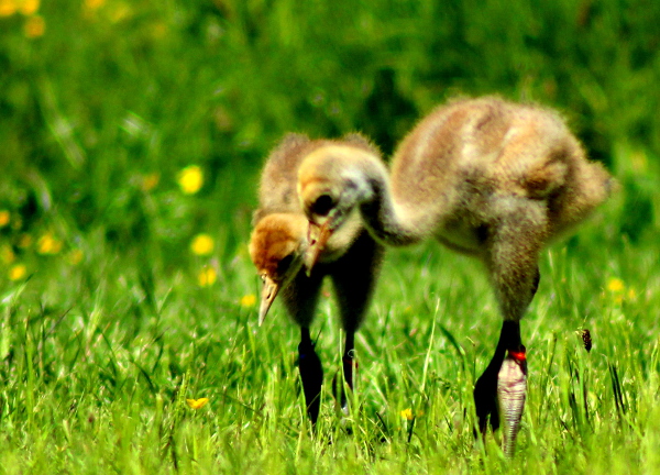 young crane chicks at Crane School (c) Amy King WWT