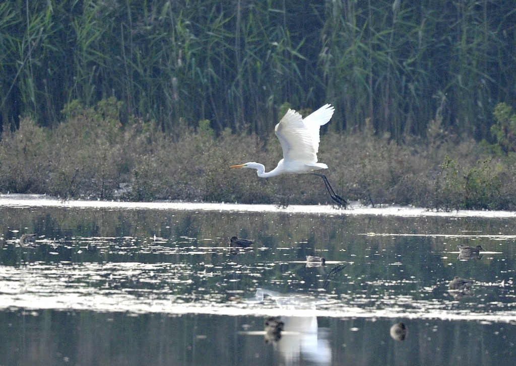 Great white Egret from Ron Barker hide on 10th September (B. Rafferty)