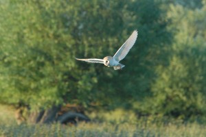 Barn owl