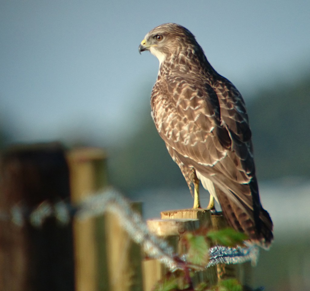 Buzzard DSC_0368