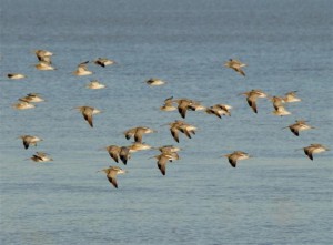 Curlew in flight