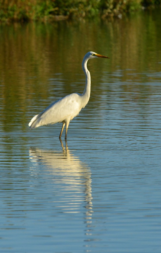 Great white egret wades in front of the Ramsar Hide.