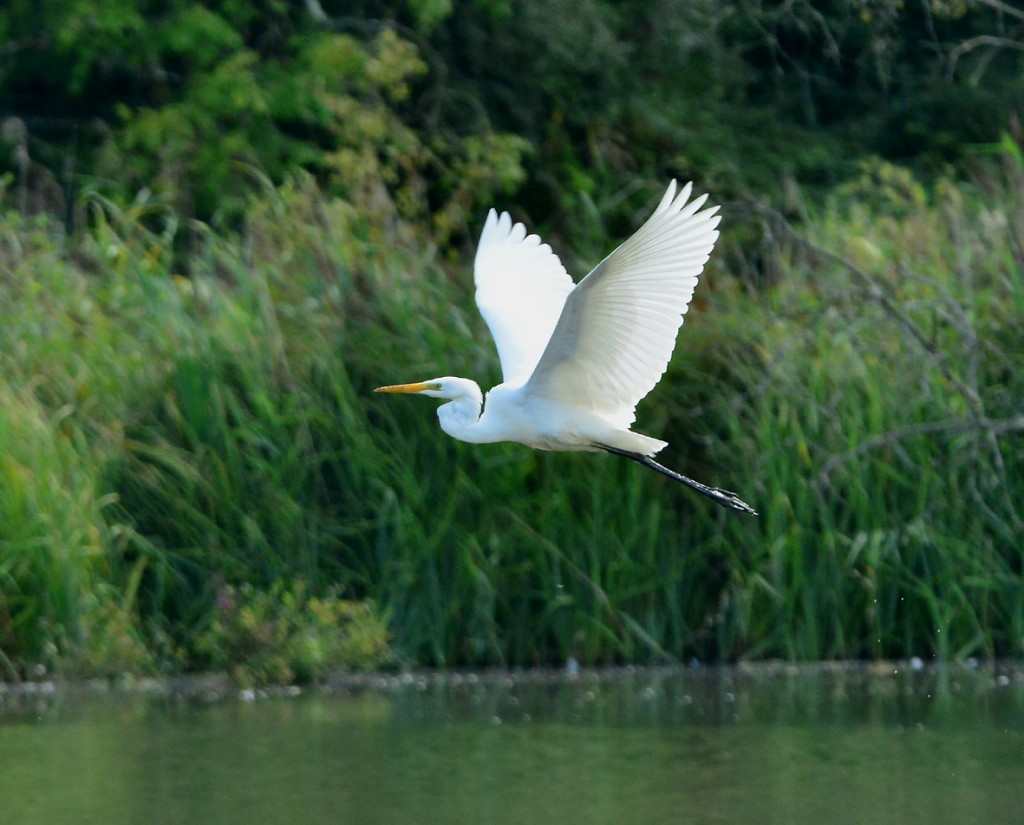 Great white egret takes off at the Scrape hide.