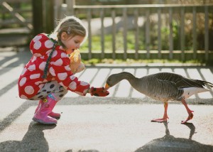 Hand-feeding a goose (Kate and Joel Photography)