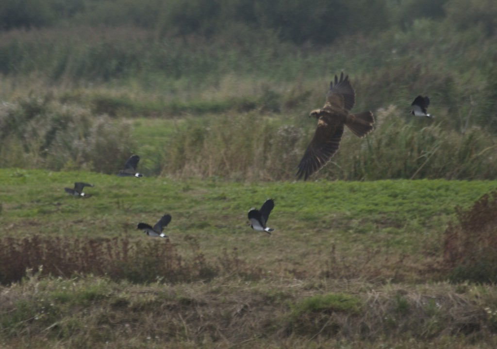 Marsh Harrier flushing the Lapwings (T. Disley)