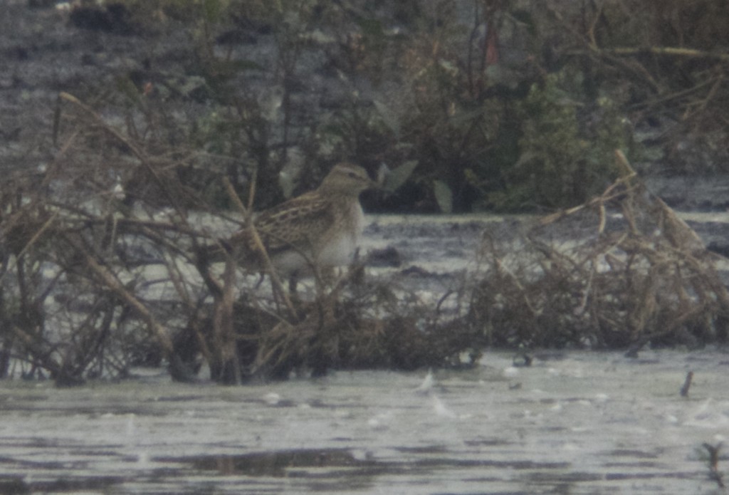 Pectoral Sandpiper a distant record shot, 11 September 2014 (T. Disley)