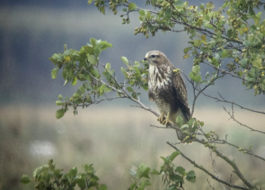 Common Buzzard, one of several being seen daily (T. Disley)