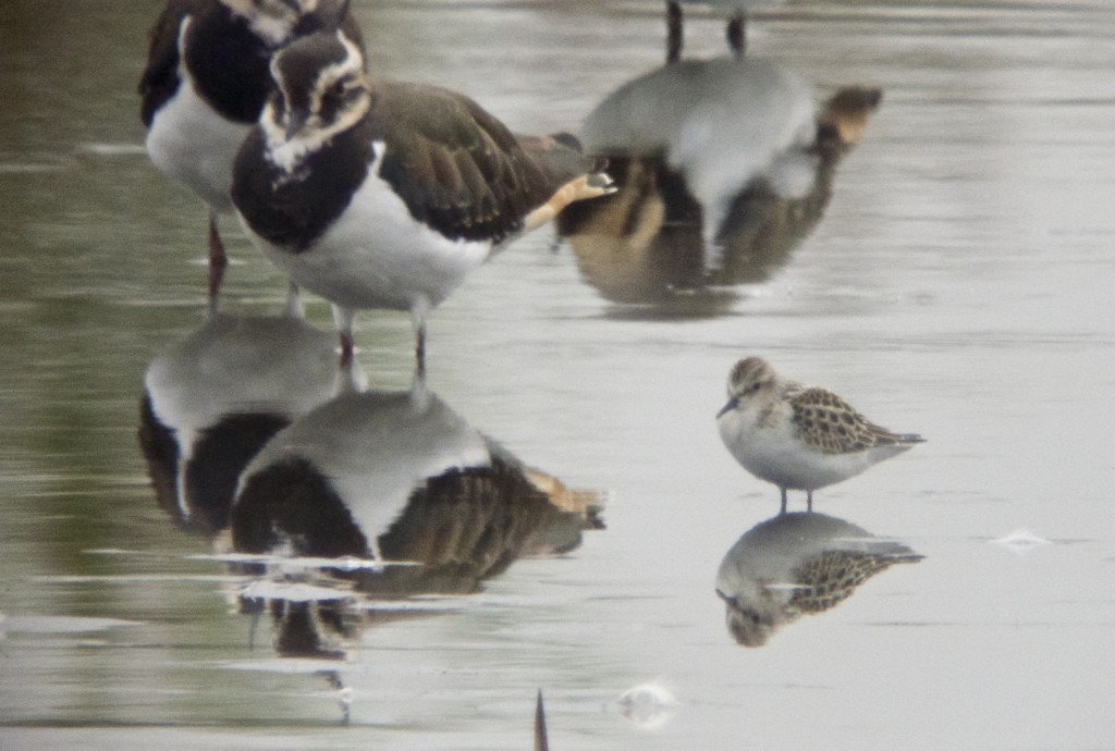Little Stint with Lapwings 13th September 2014 (T. Disley)