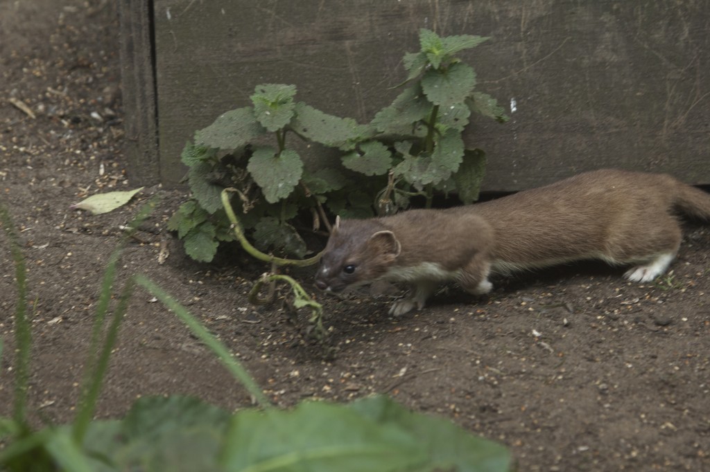 Stoat on the hunt for prey (T. Disley)