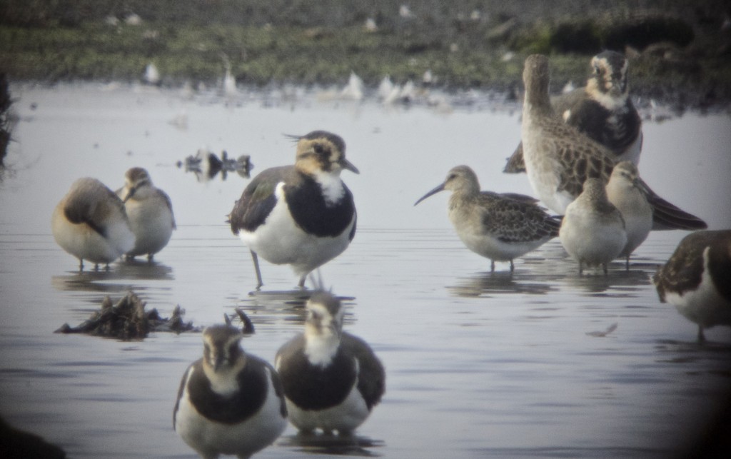 Five of the Curlew Sandpipers briefly on the Mere having been flushed off Vinson's by a Sparrowhawk (T. Disley)