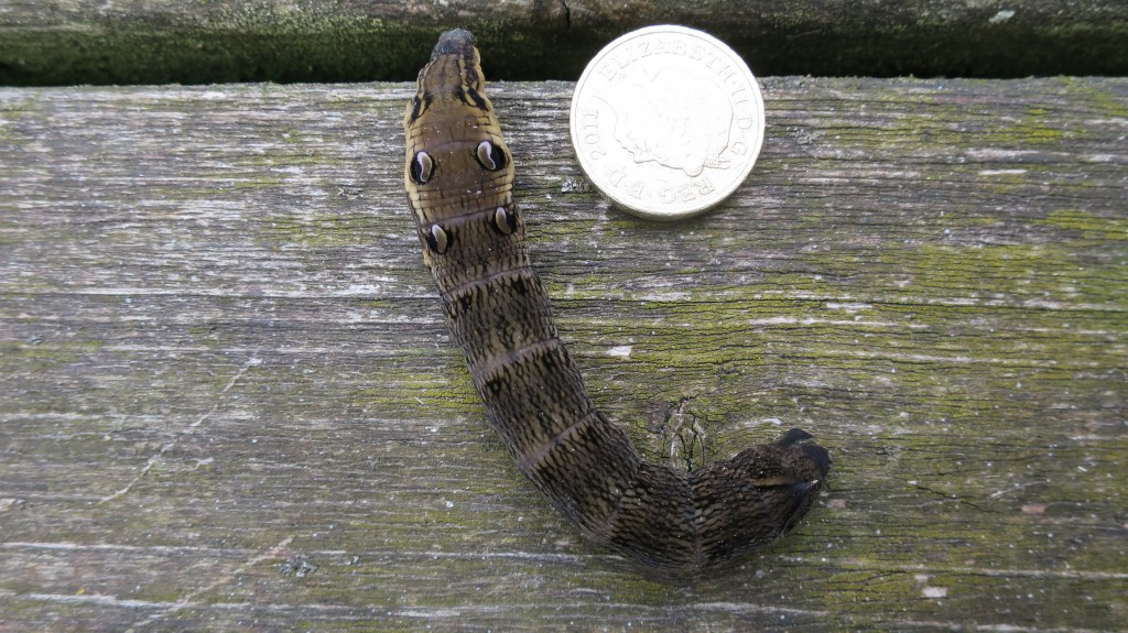 Elephant Hawkmoth Caterpillar (T. Disley)