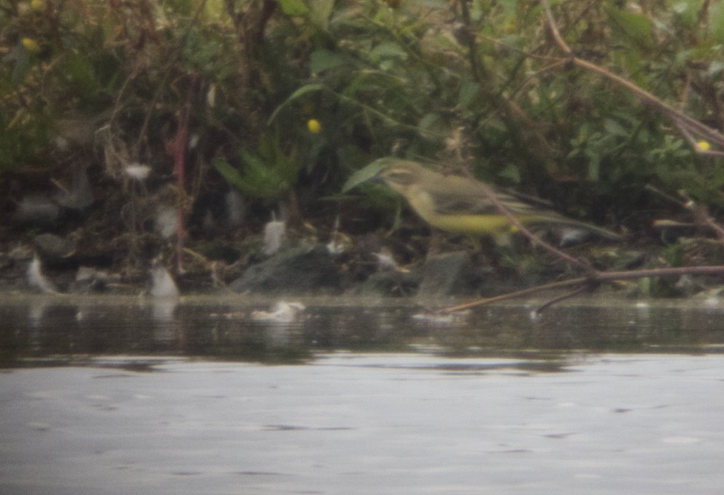 Yellow Wagtail on the Mere this afternoon (T. Disley)